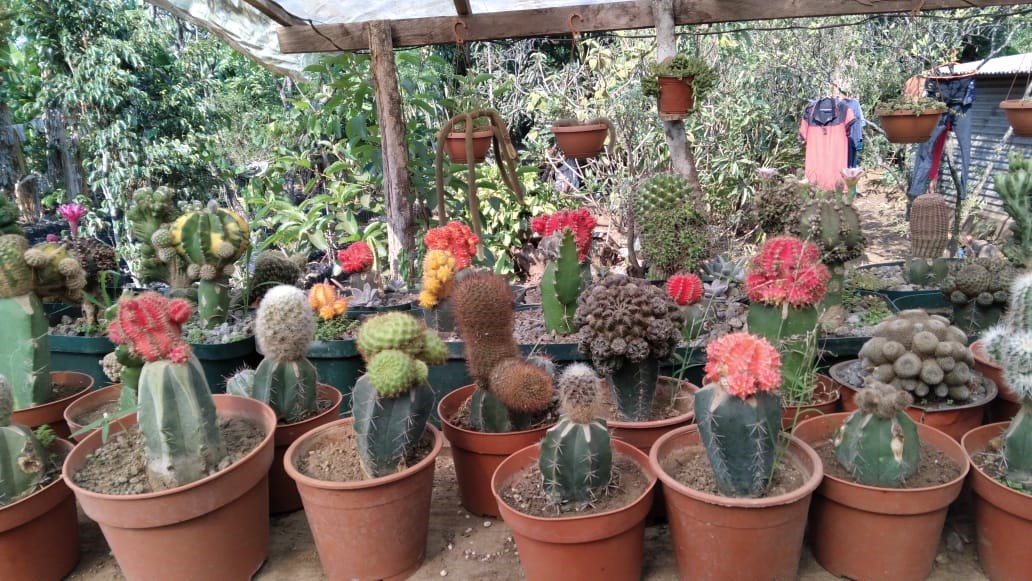 Cactus Injertos